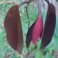 Doona macrophylla Thwaites
